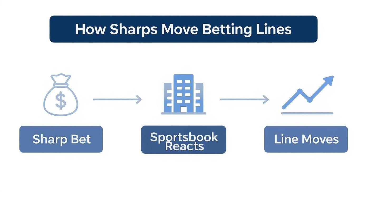 Flowchart illustrating how sharps' significant bets cause sportsbooks to adjust betting lines.