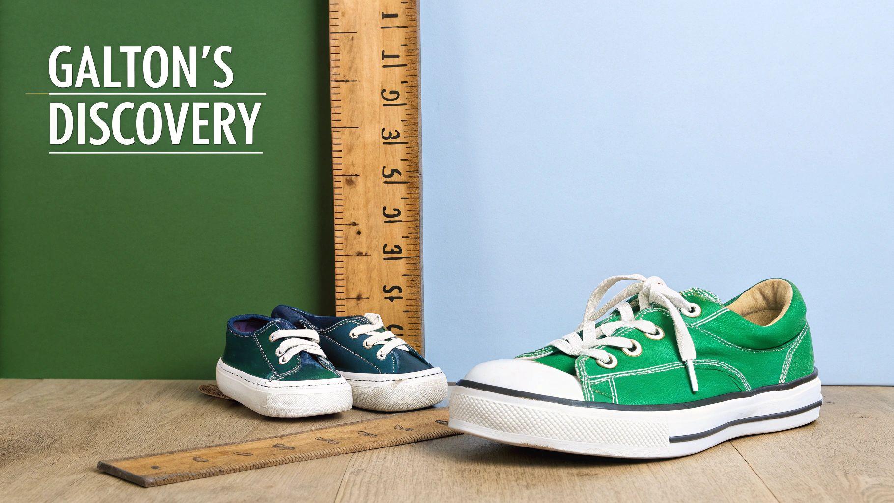 A chalkboard with 'GALTON'S DISCOVERY', rulers, and shoes of different sizes on a wooden floor, illustrating growth.