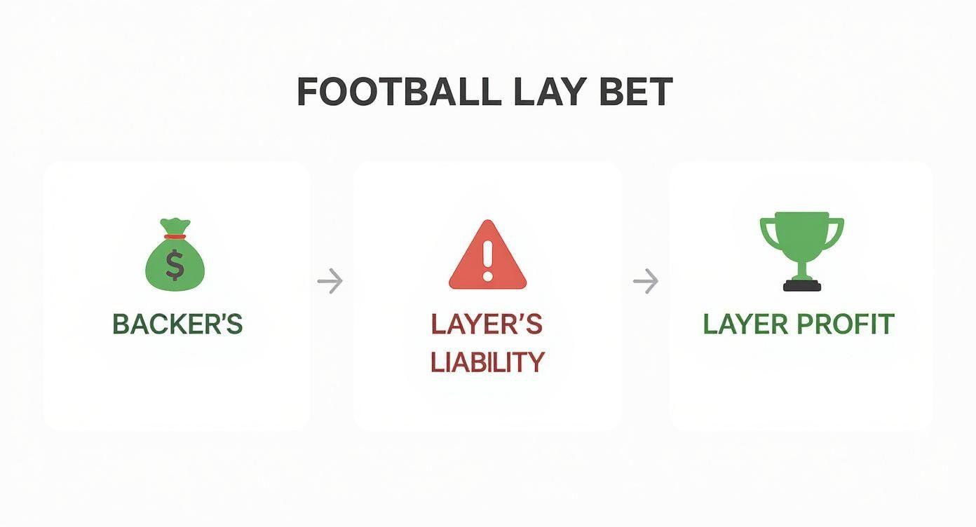 Infographic about what is lay in betting